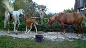 Жеребёнок нападает на кобылу