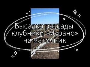 Высадка 3,5 га сорта клубники «Мурано» на маточник | 2023