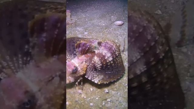 Рыба долгопер или морская бабочка #рыба #animals  #море #шортс смотреть онлайн