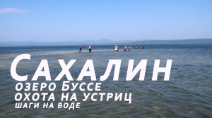 Сахалин. Озеро Буссе. Добыча свежих молюсков. Продолжение. Шаги на воде.