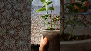 Черенкование метельчатой гортензии🌺 #черенкованиеметельчатойгортензии
