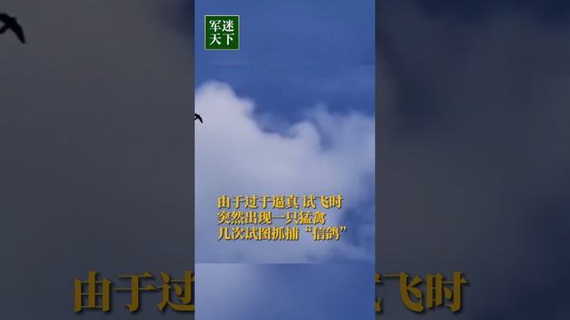 遥遥领先！西工大展示新一代仿生飞行器：过于逼真 引来鸟类伴飞！| 军迷天下