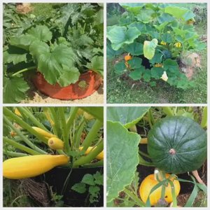 О КАНАЛЕ _САД И ОГОРОД В МЕШКАХ_. All about Google account _Garden and Vegetables garden in Bags_.