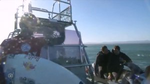 ШОК! Акула напала на Мика Фаннинга на JBay Open / Shark Attacks Mick Fanning at JBay Open