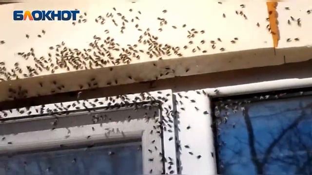 Мухи заполонили поселок близ Волжского смотреть онлайн