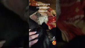 роды французский бульдог