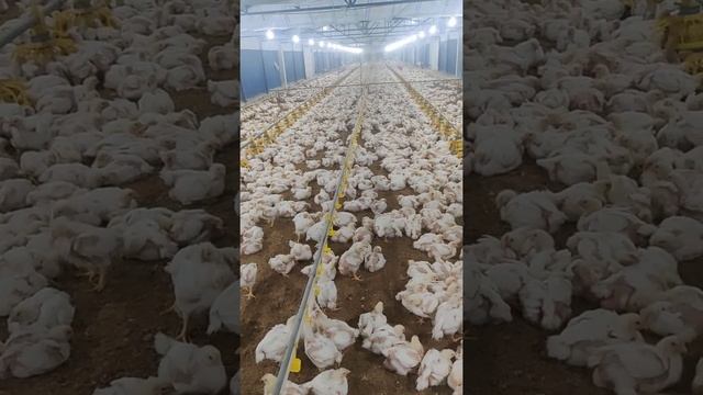 Ec Poultry Farm !!! day 25