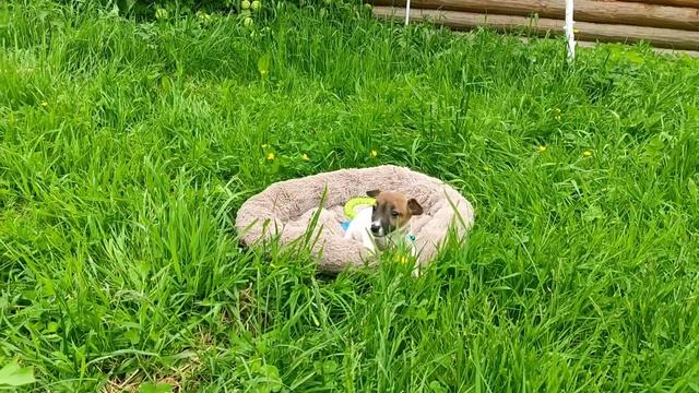 Щеночки джек рассела смотреть онлайн