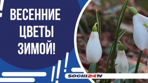 В СОЧИ ПОД НОВЫЙ ГОД РАСПУСТИЛИСЬ ПОДСНЕЖНИКИ!