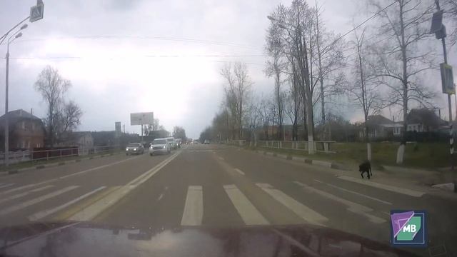 Собака переходит дорогу по правилам. смотреть онлайн