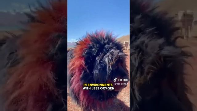 huge big dog смотреть онлайн