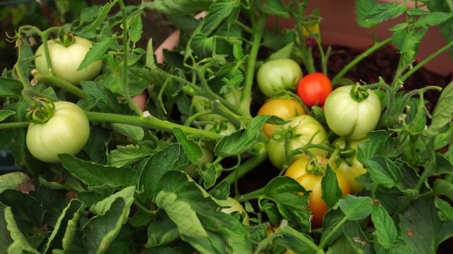 Compact Tomato Plant - Growing Red Pride Hybrid Short Determinate Tomatoes