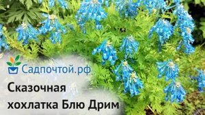 Хохлатка Блю Дрим  (Голубая Мечта) Corydalis Blue Dream.  Питомник Садпочтой.рф #садпочтой