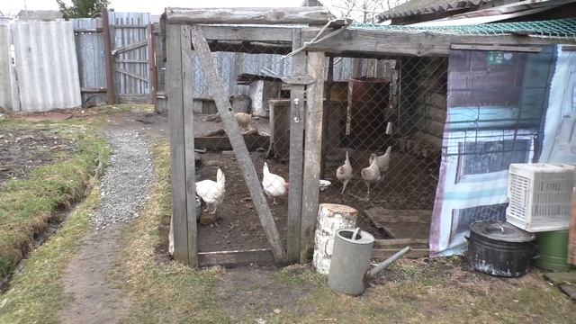 ДРОЖЖЕВАНИЕ КУР/ НАША ПТИЦА/ ОБЗОР УЧАСТКА. ДЕРЕВНЯ.