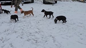 Щенки стаффы на первом снегу