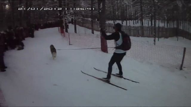 собаки смотреть онлайн