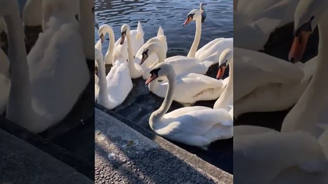 Дарья Петрожицкая в Гамбурге. смотреть онлайн