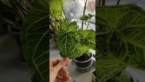 Сингониумы. Уход