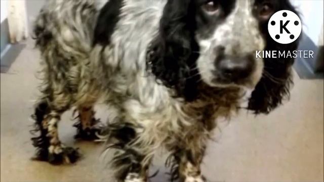 Мужчина спас собаку, которая держала пакет в зубах. Когда он заглянул внутрь, то чуть не расплакалс смотреть онлайн