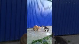 Коты орут
