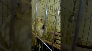 Папуга корела говорить/Говорящий папугай корела