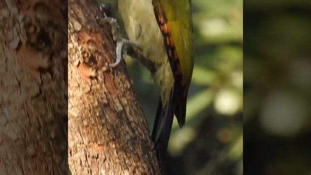 Spot the Difference - Greater vs Lesser Yellow Napped Woodpecker смотреть онлайн