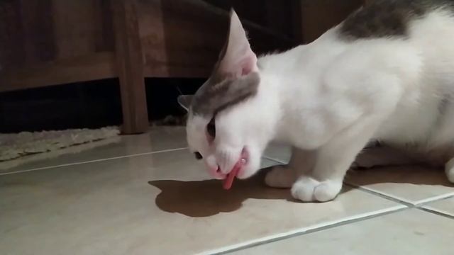 🤪Кошка украла колбасу и была поймана с ней