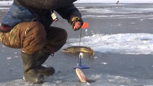 Живет тут Монстр! Первый лед 2024-2025! Рыбалка на Жерлицы!