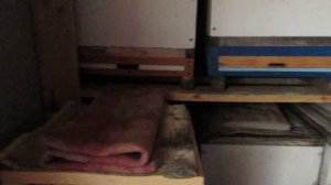 Омшанник. Начало зимовки 7 ноября. Хакасия.