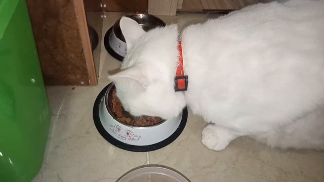 Котосемья. Кот Белый.
