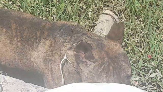 Дикая Собака 🐶 смотреть онлайн