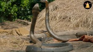 देखो साँप अंडे कैसे देते है ? | Cobra Laying Eggs Video | factmantra