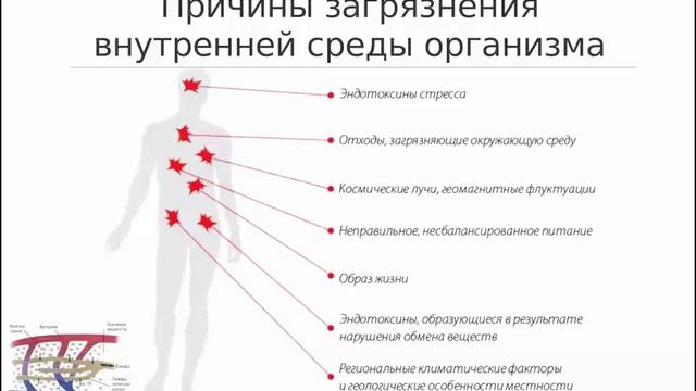 Как восстановить здоровье  Лимфатическая система   Светлана Смирнова