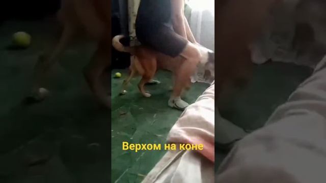 #коняшка#music#собакадругчеловека#весело#животные#питомцы