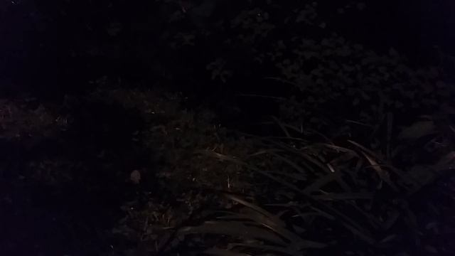 Кот гуляет как собака смотреть онлайн