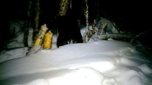 Бобёр решил погрызть берёзу. Пример цветной ночной съёмки фотоловушкой Bolyguard SG2060-T