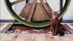 Беговое колесо для кошки бесшумное