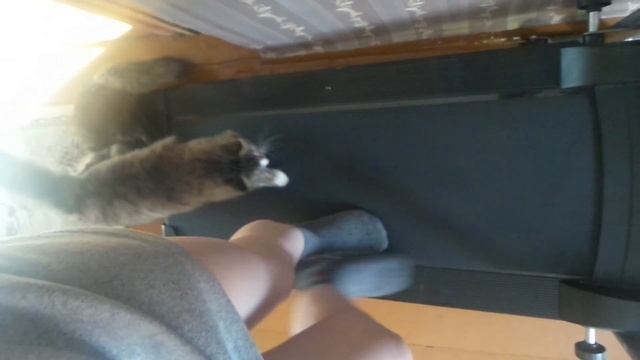 КОШКА  НА БЕГОВОЙ ДОРОЖКЕ смотреть онлайн