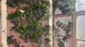 Дикая птица  Чиж Щигол Зеленушка Масковка    Синица  Полезные Травы. Мокрица