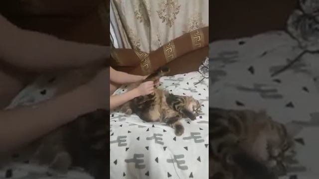 Альбус, из прайда нашего питомника курильских бобтейлов. смотреть онлайн