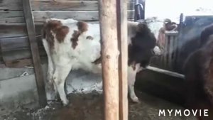 Сиырлар туралы мәлімет
