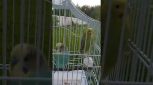 Пение, чириканье попугаев