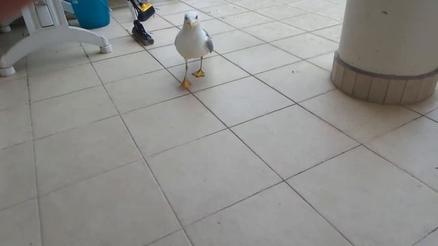 Чайка домашняя))