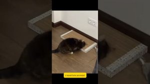 3 МИФА о кормах для кошек. Новый корм Jarvi
