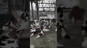 Краснобокие голоногие голуби, любимая птица отца