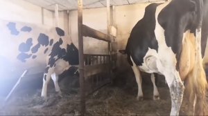 🔴Всё О Коровах