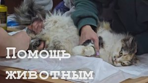 В Северодонецке работает благотворительных фонд, помогающий животными