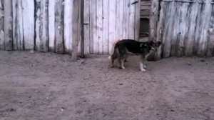 Собаки слиплись