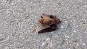 Летучая мышка гуляет по тротуару