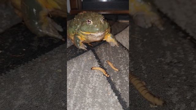 Giant African Bullfrog Eating Worms смотреть онлайн
